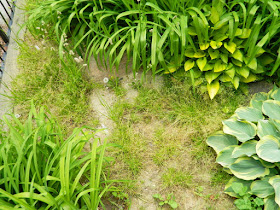 Leslieville Summer Front Garden Cleanup Before by Paul Jung Gardening Services--a Toronto Gardening Services Company