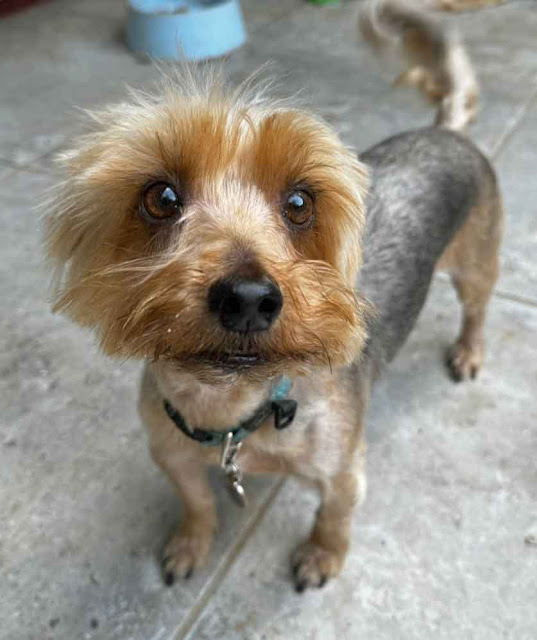 Yorkshire Terrier Male Chico