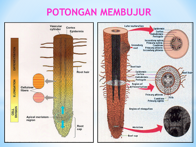 Potongan Membujur