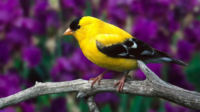 American Goldfinch