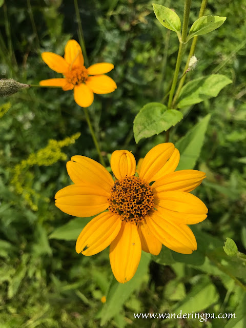 Nodding burr marigold at the prairie of Jennings Environmental Education Center in Pennsylvania in late July.