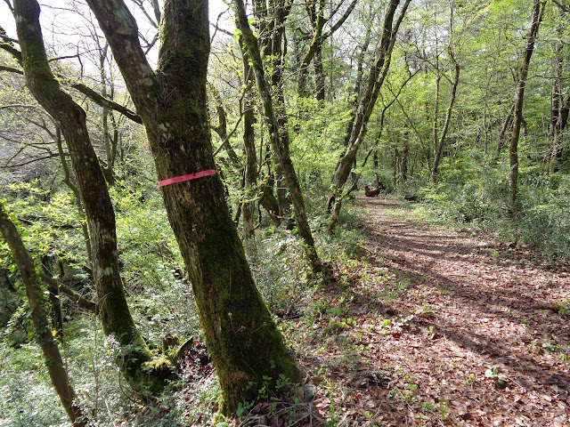 大山古道に少し入って見ました