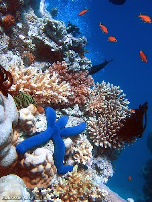 4 The 10 Most Amazing Snorkeling Spots