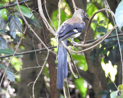 樹鵲