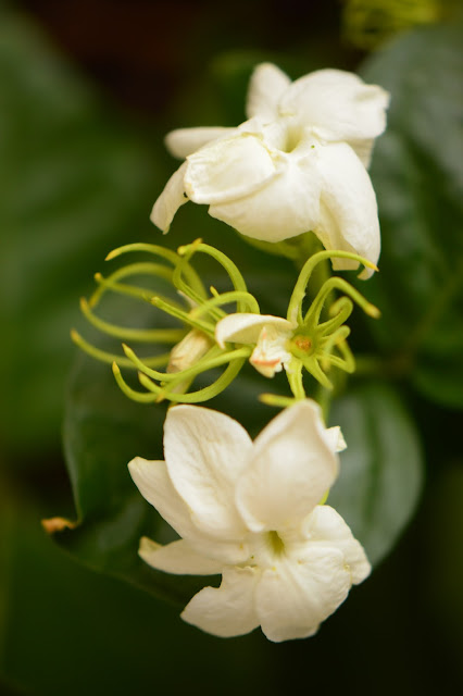 Jasminum sambac, Arabian jasmine