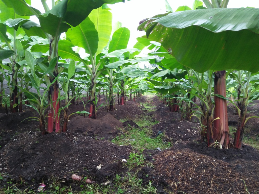 Cara Berkebun Pisang Raja | Cara Berkebun