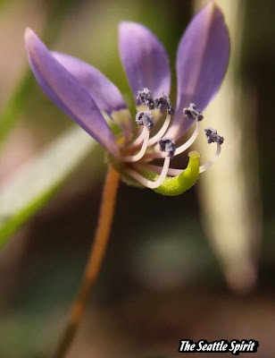 Cleome rutidosperma