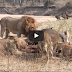 Lions hunt and kill large Buffalo