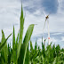 Drie nieuwe windturbines in Émines