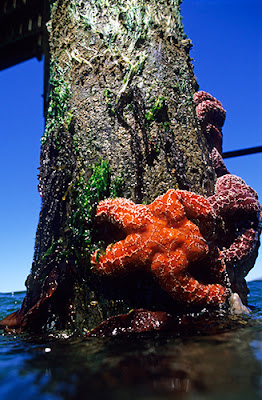 starfish ocean