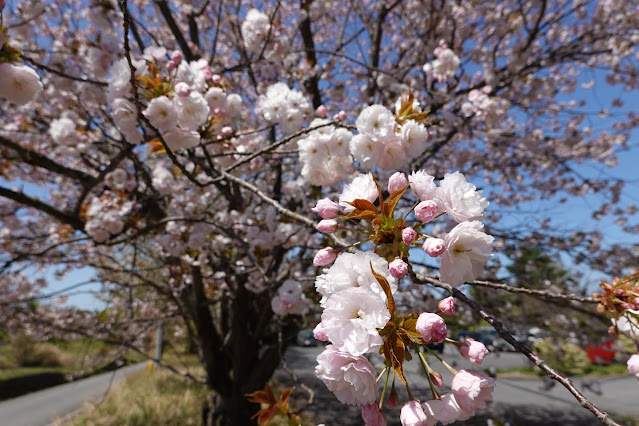 鳥取県西伯郡伯耆町丸山 ビアホフ ガンバリハウスの生垣の八重桜