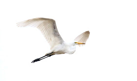 High Key Great Egret