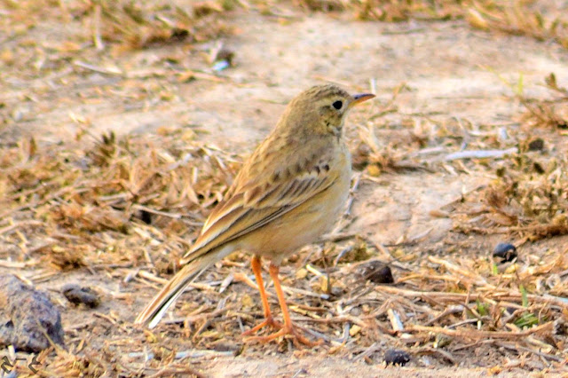  The paddyfield pipit, or Oriental pipit (Anthus rufulus), Multan, Pakistan