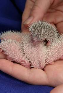 [Image: hedgehog-babies10.jpg]