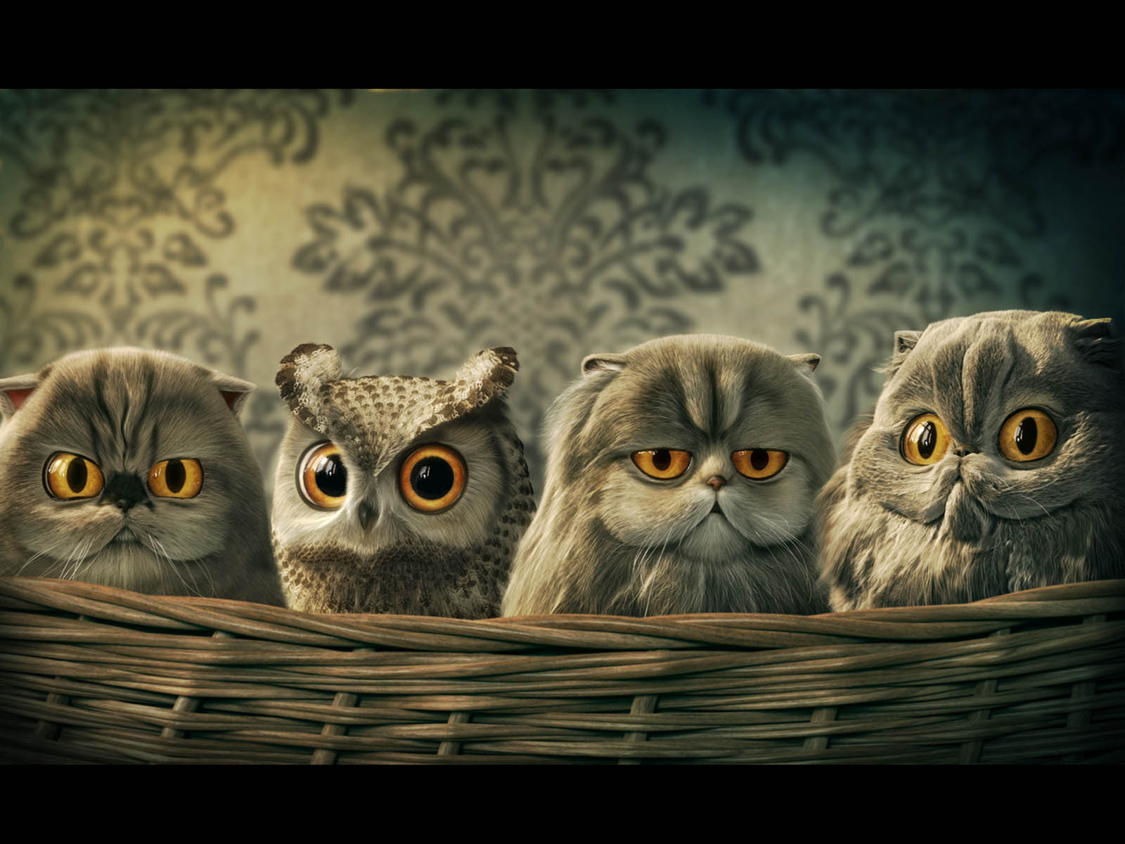 wallpapers: Funny Owl