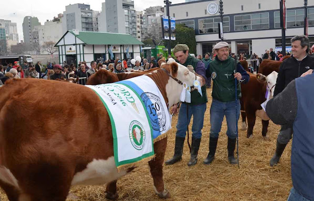 Fim do socialismo populista opressor devolveu o otimismo à pecuária argentina.