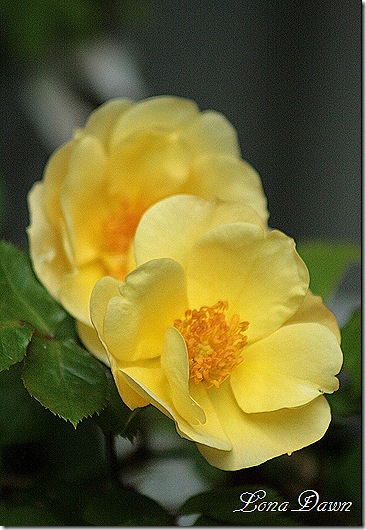 Skys_the_Limit_Rose2