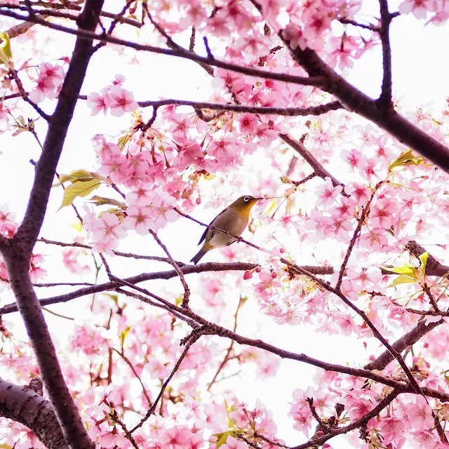 西平畑公園　河津桜　鶯