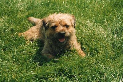 border terrier smiling in the grass