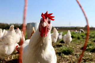 usaha ayam potong kemitraan