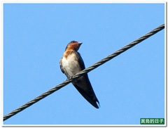 20110619_075924_001_Jhihtan
