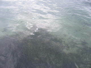 seaweeds on the water