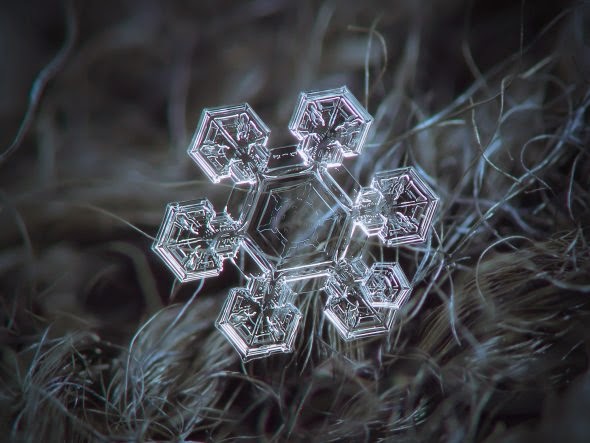 Alexey Kljatov fotografia macro natureza flocos de gelo