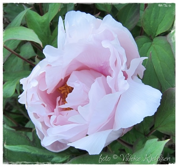 treepeony_01.06.13