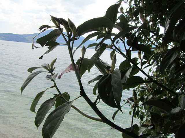 Cinnamomum camphora in Riva al Lago