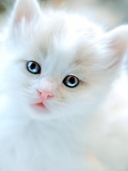 white-angel_poze telefon
