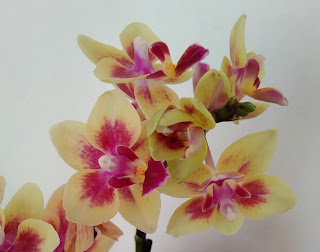 Phalaenopsis x singuliflora