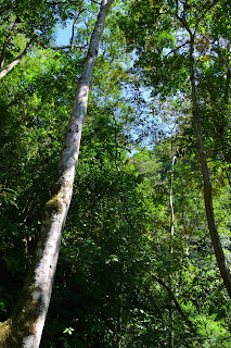 dry forest Puriscal