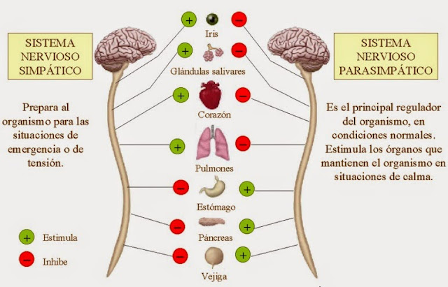 Resultado de imagen de fisiología del estrés