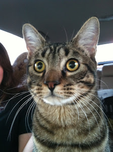 Barn Cat