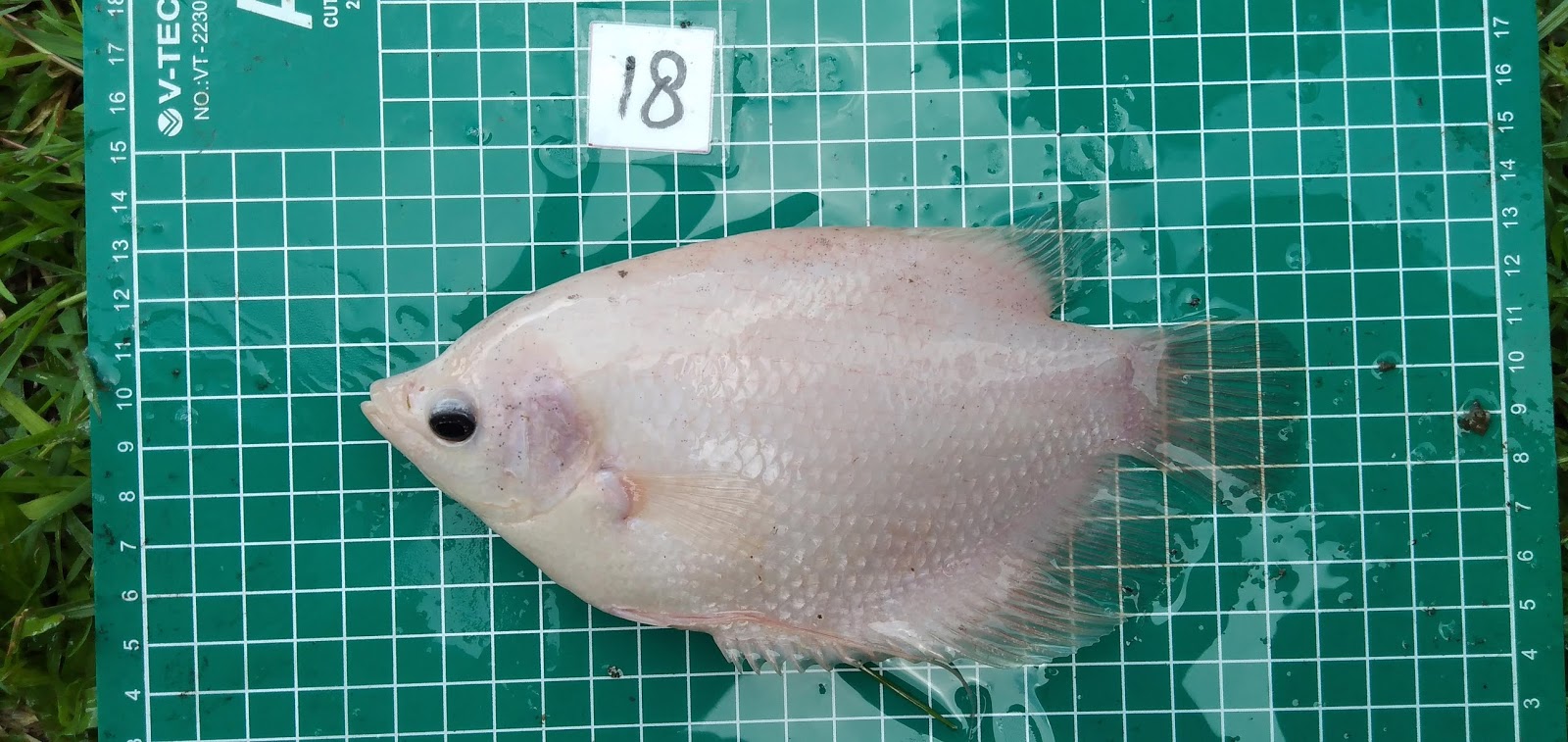 Klasifikasi Dan Morfologi Ikan Gurami Osphronemus Goramy Lacepeda Tafshare