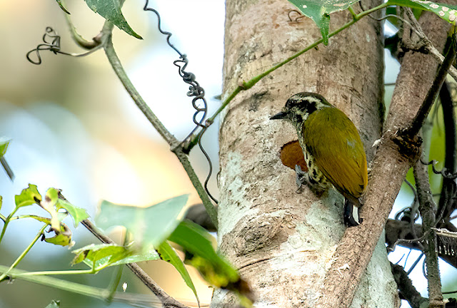 birds birding nature wildlife conservation ganeshgudi old magazine house western ghats travel safari bird watching