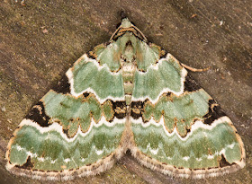 Green Carpet, Colostygia pectinataria.  Sevenoaks Wildlife Reserve, 25 April 2017.