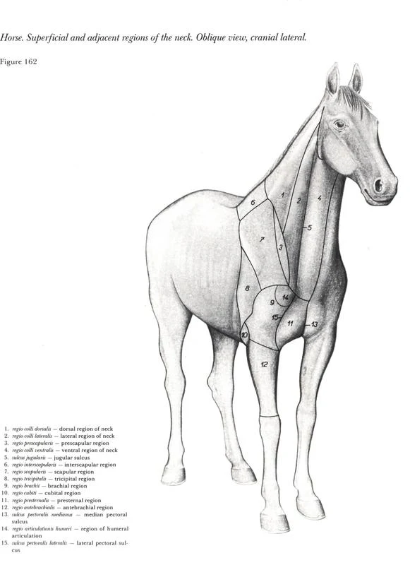 anatomia-cabeca-pescoco-neck-head-horse-cavalo-equino-plano