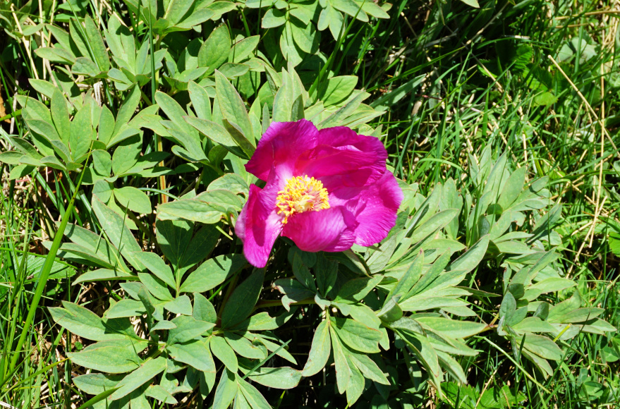 Wild peony by the trail