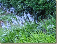 bluebells_1_1_1