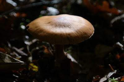 jamur berbahaya dan beracun Deadly Webcap Mushroom