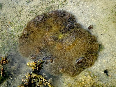 Giant carpet anemone (Stichodactyla gigantea)