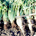Beet necrotic yellow vein virus
