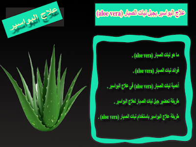 علاج البواسير بجيل نبات الصبار (aloe vera)