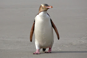 Yellow-Eyed Penguin