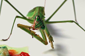 Hunting and feeding (19 pics), Praying mantis eating a caterpillar