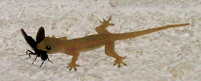 Gecko eating moth