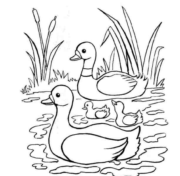Halaman belajar  mewarnai  gambar  bebek lucu untuk  anak 