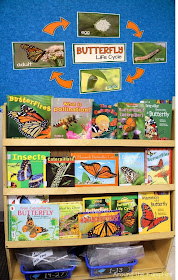 FREE printable butterfly life cycle bulletin board set