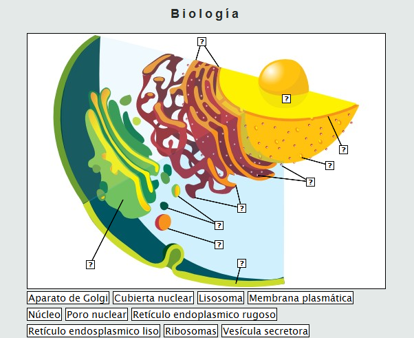celula vegetal y celula animal. celula vegetal y celula animal